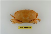 藏品(廣闊愛潔蟹)的圖片